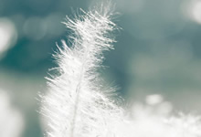 球场冷静，法甲比赛场面延续稳定